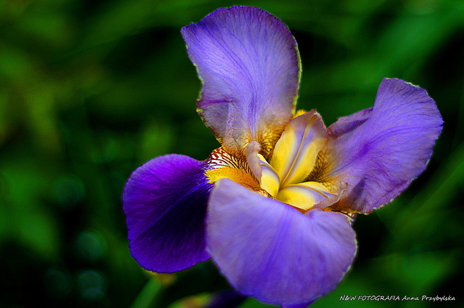 * kosaciec niemiecki ( Iris germanica L.)