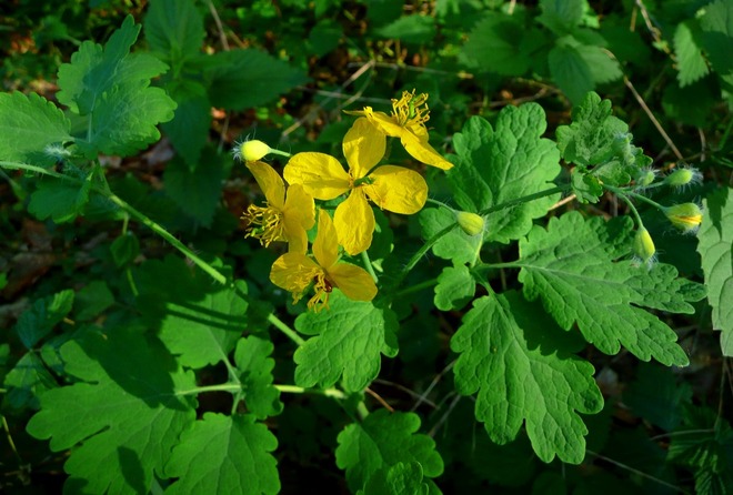 Kwiaty polne-Glistnik jask&oacute;łcze ziele