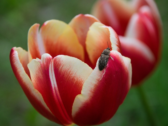 Gościnny tulipan