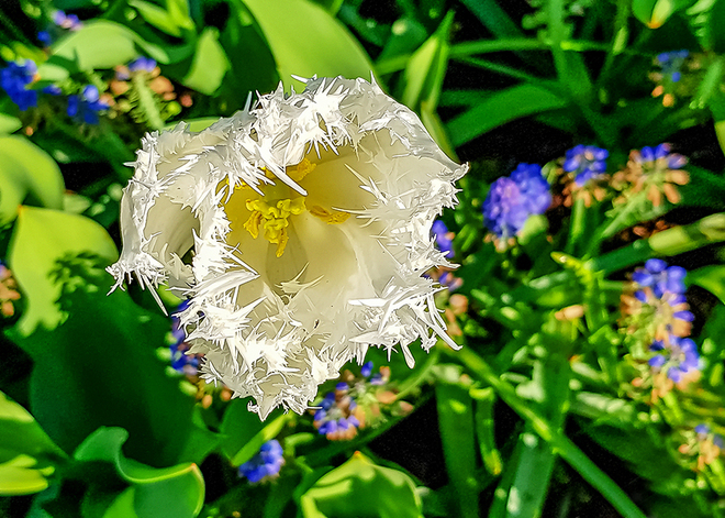 Ciekawy kwiatuszek