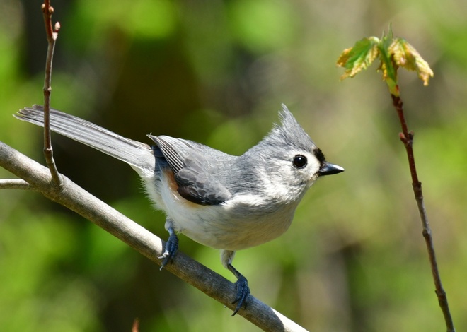 TUFTED TITMOUSE