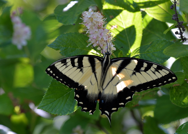 Papilio Rutulus