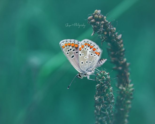 Modraszek, przepiękny motyl