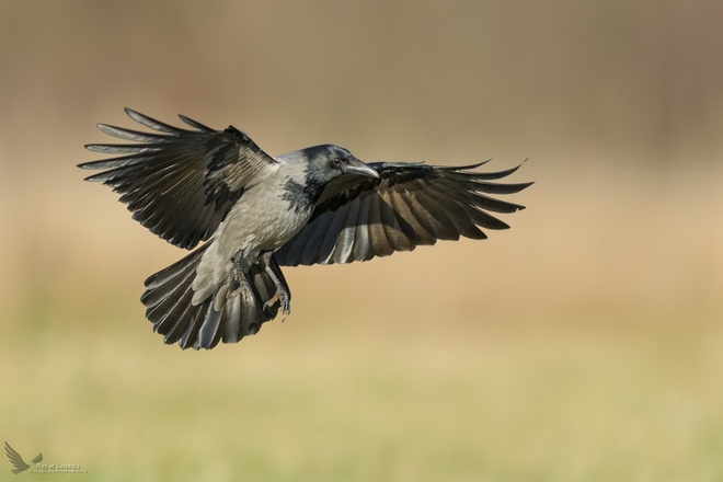 Wrona siwa, Hooded Crow (Corvus cornix) ... 2022r