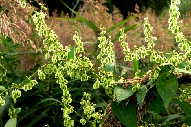 Kwiaty polne-Rdest&oacute;wka Auberta