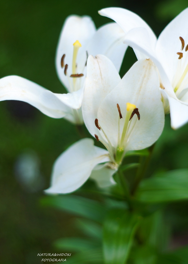 * lilia biała, lilia świętego J&oacute;zefa (Lilium candidum L.)