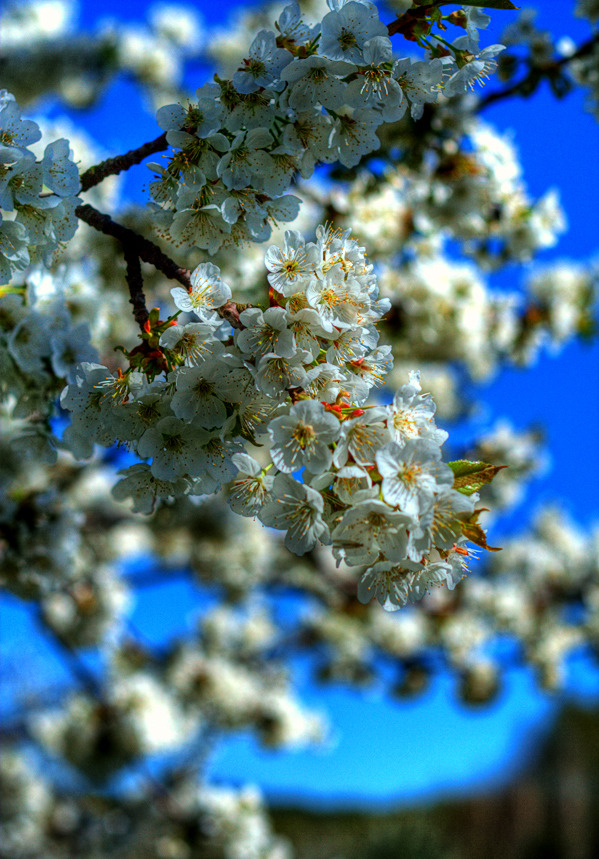 Wiosenna tapeta II - kwiat czereśni