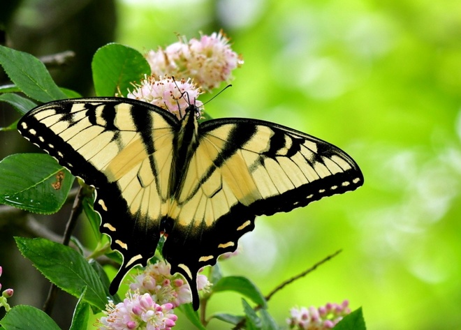  Papilio Glaucus male
