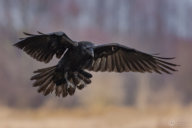 Kruk, Common Raven (Corvus corax) ... 