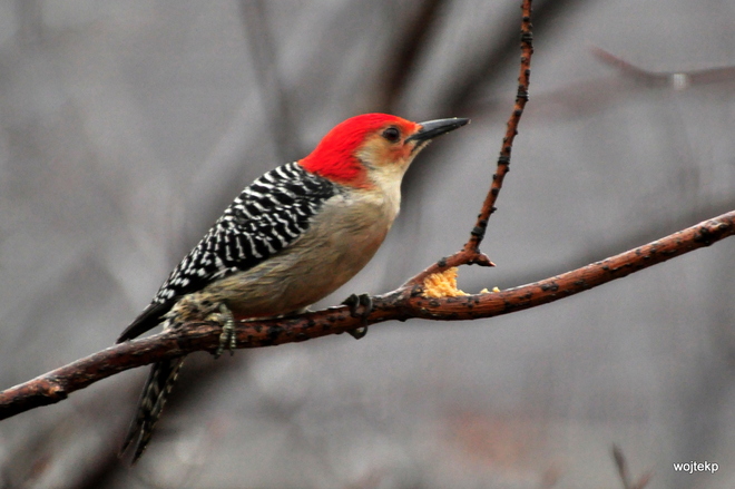 Red-bellied Woodpecker (4)