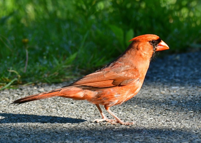  Northern Cardinal  male