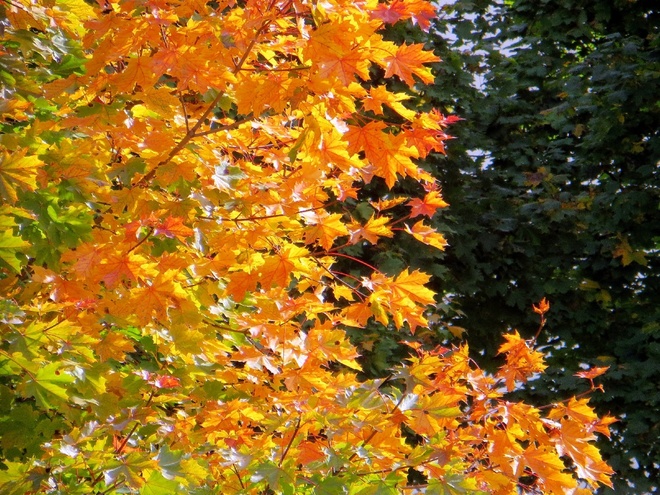 Wspomnienie kolor&oacute;w jesieni