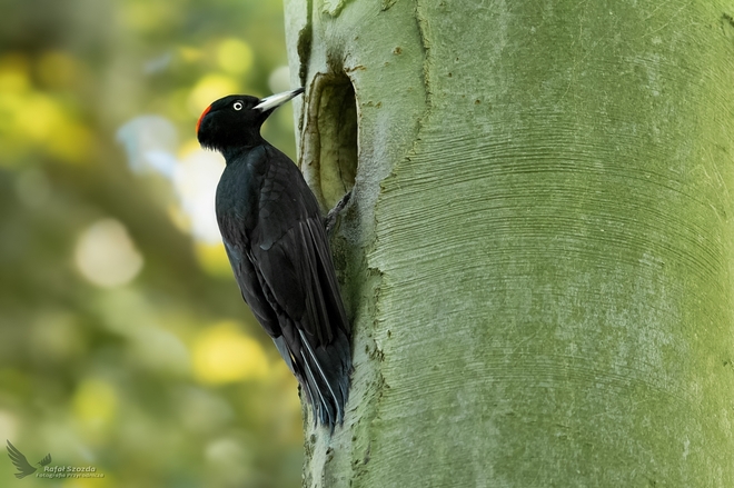 Dzięcioł czarny, Black Woodpecker (Dryocopus martius) ... 2020r
