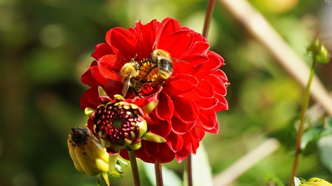 Dalie nektarem pszczelim
