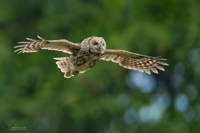 Puszczyk, Tawny Owl (Strix aluco) ... 2020r