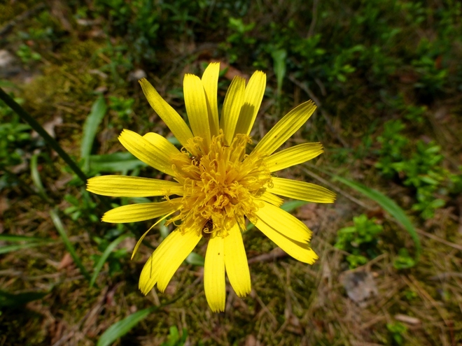 Kwiaty polne-Jastrzębiec łąkowy