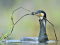 Uchwyć migrujące ptaki wodne obiektywem - warsztaty Akademii Nikona