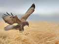 Fotografowanie ptaków drapieżnych z Piotrem Charą