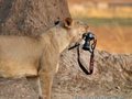 Lew kradnie lustrzankę, fotograf dokumentuje wydarzenie drugim aparatem