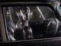 Martin Usborne sfotografował samotne psy zamknięte w samochodach
