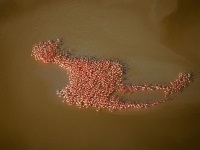 100 najbardziej zaskakujących zdjęć świata. Robert Haas, Flamingi