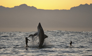 Nieudany atak rekina na uchatkę - świetna fotografia Davida Jenkinsa