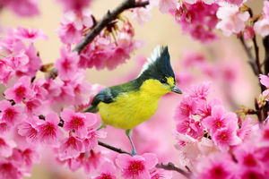 Fotografuj ptaki wiosną - feeria kolorów na zdjęciach Sue Hsu