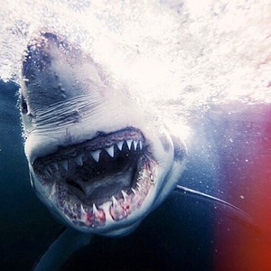 Michael Muller fotografuje rekiny bez zabezpieczeń