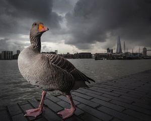 British Wildlife Photography Awards 2014 - galeria zwycięskich fotografii