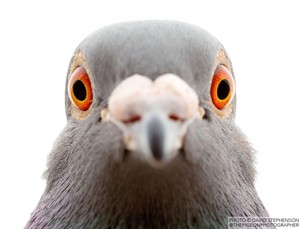 Gołębie są piękne - zdjęcia Davida Stephensona