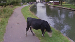 Google Street View skutecznie chroni wizerunek na zdjęciach - nawet jeśli dotyczy to wizerunku krowy 