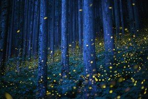 Świetliki w japońskich lasach - olśniewające długie ekspozycje