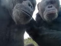 Lekcja selfie od szympansów
