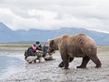 Szczyt nierozwagi - trzech fotografów podeszło kilka metrów od niedźwiedzicy z młodymi, aby zrobić jej zdjęcia