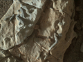 Czy łazik Curiosity sfotografował na Marsie ślady życia? 