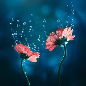 Dowiedz się o czym opowiadają kwiaty - cudowne zdjęcia kwiatów jak ze snów