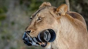 Ilu fotografów może się pochwalić śladami zębów lwa na obiektywie?