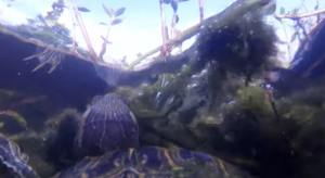 Zobacz świat z perspektywy żółwia