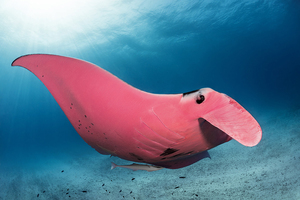 Zobacz piękne zdjęcia jedynego znanego różowego diabła morskiego 