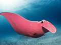 Zobacz piękne zdjęcia jedynego znanego różowego diabła morskiego 