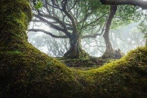 500-letnie drzewa jak z baśni - zobacz zdjęcia Alberta Drosa 