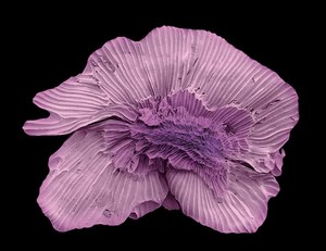 Kolorowe mikrofotografie ujawniają niezwykłe szczegóły pyłków, nasion i owoców