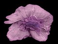 Kolorowe mikrofotografie ujawniają niezwykłe szczegóły pyłków, nasion i owoców