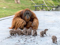 Przyjaźń orangutanów i wydr uchwycona na zdjęciach