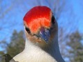 Fotokarmnik - zobacz kolekcję świetnych ptasich portretów