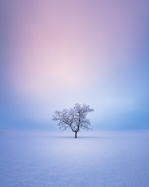 Samotne drzewa w Finlandii - zobacz nastrojową galerię zdjęć 
