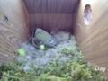 Time lapse, ukazujący budowę gniazda i składanie jajek