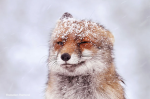 Popraw sobie humor uroczymi zdjęciami lisa w śniegu
