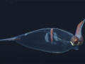 Fascynujące nagrania najdziwniejszych stworzeń głębinowych