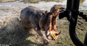 Dwójka fotografów dzikiej przyrody ledwo uszła z życiem po spotkaniu z hipopotamem